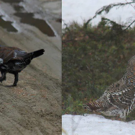 Parque de Campismo Kyroen Loma