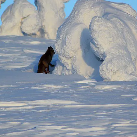 营地 Kyroen Loma *